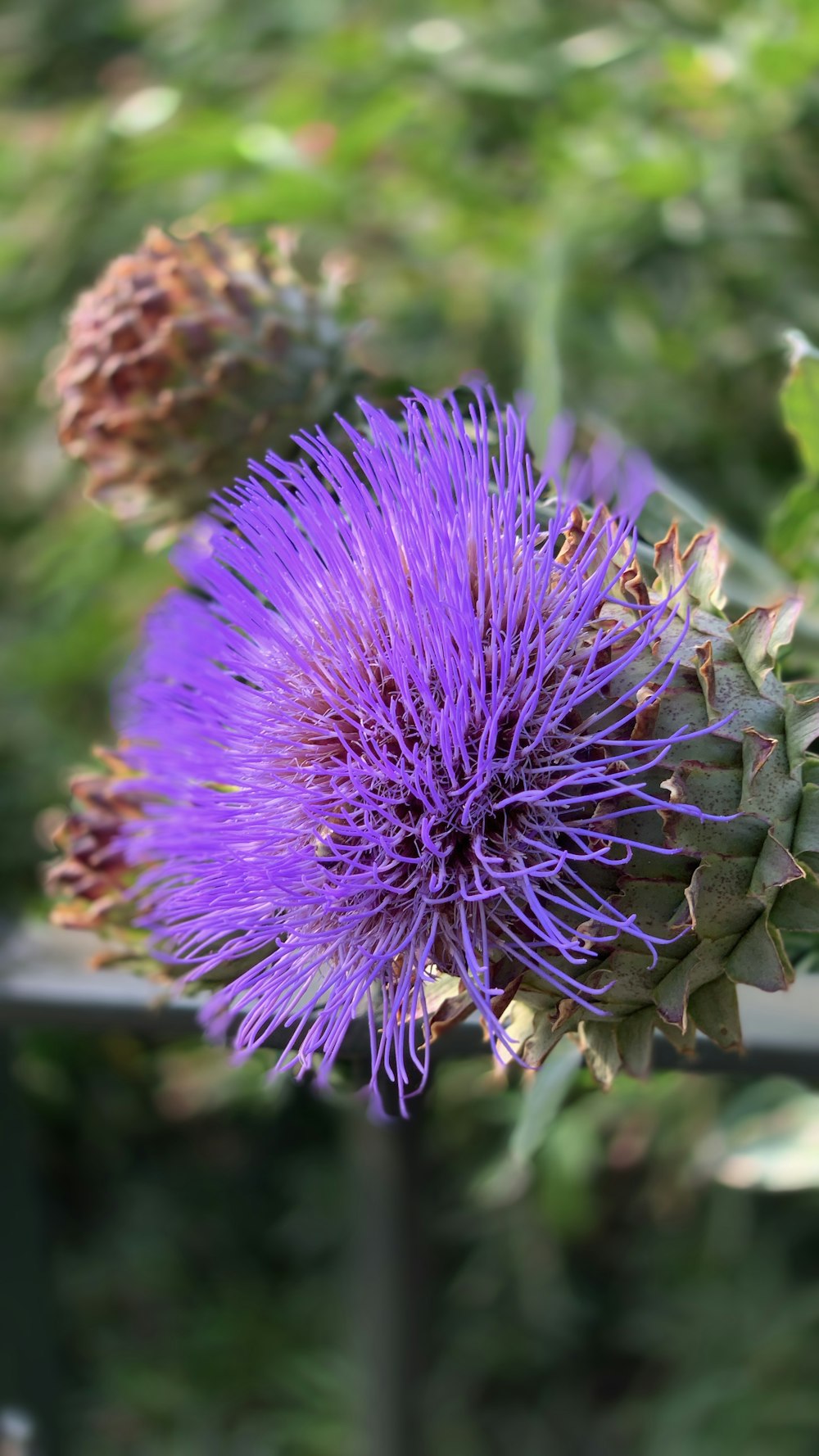 a close up of a purple flower with green leaves