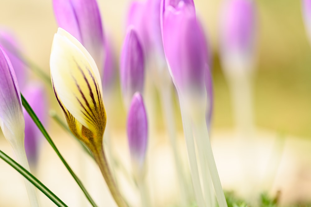 a close up of a bunch of purple flowers