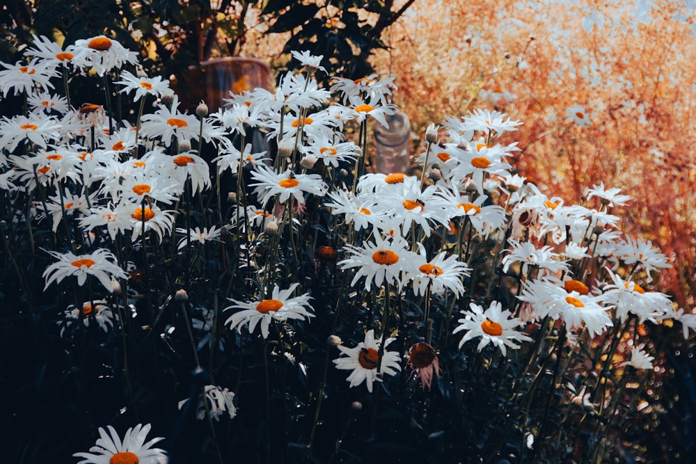 a bunch of white flowers in a field