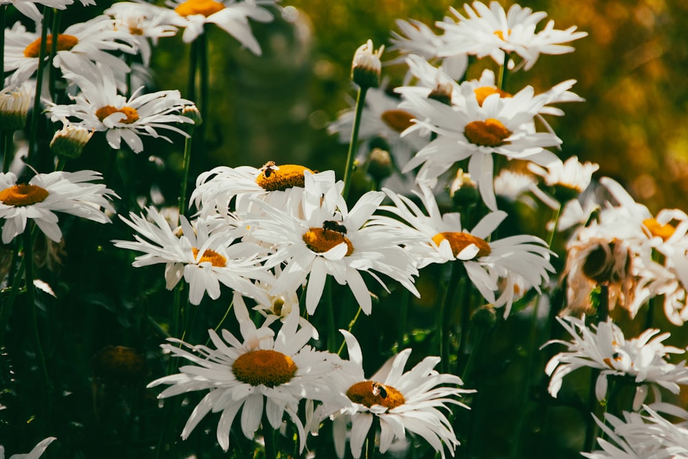 a bunch of white flowers with yellow centers