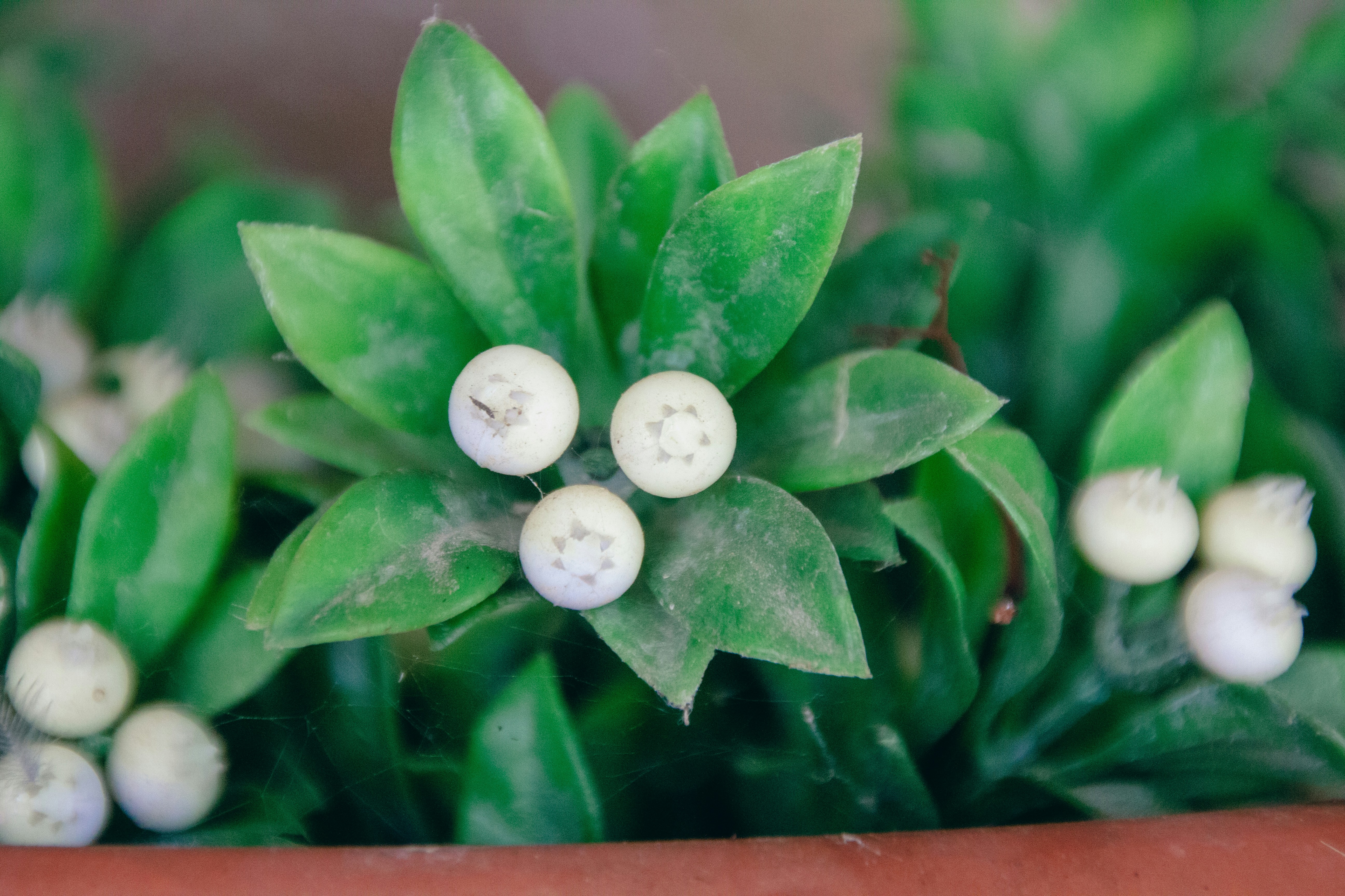a close up of a plant with small white flowers