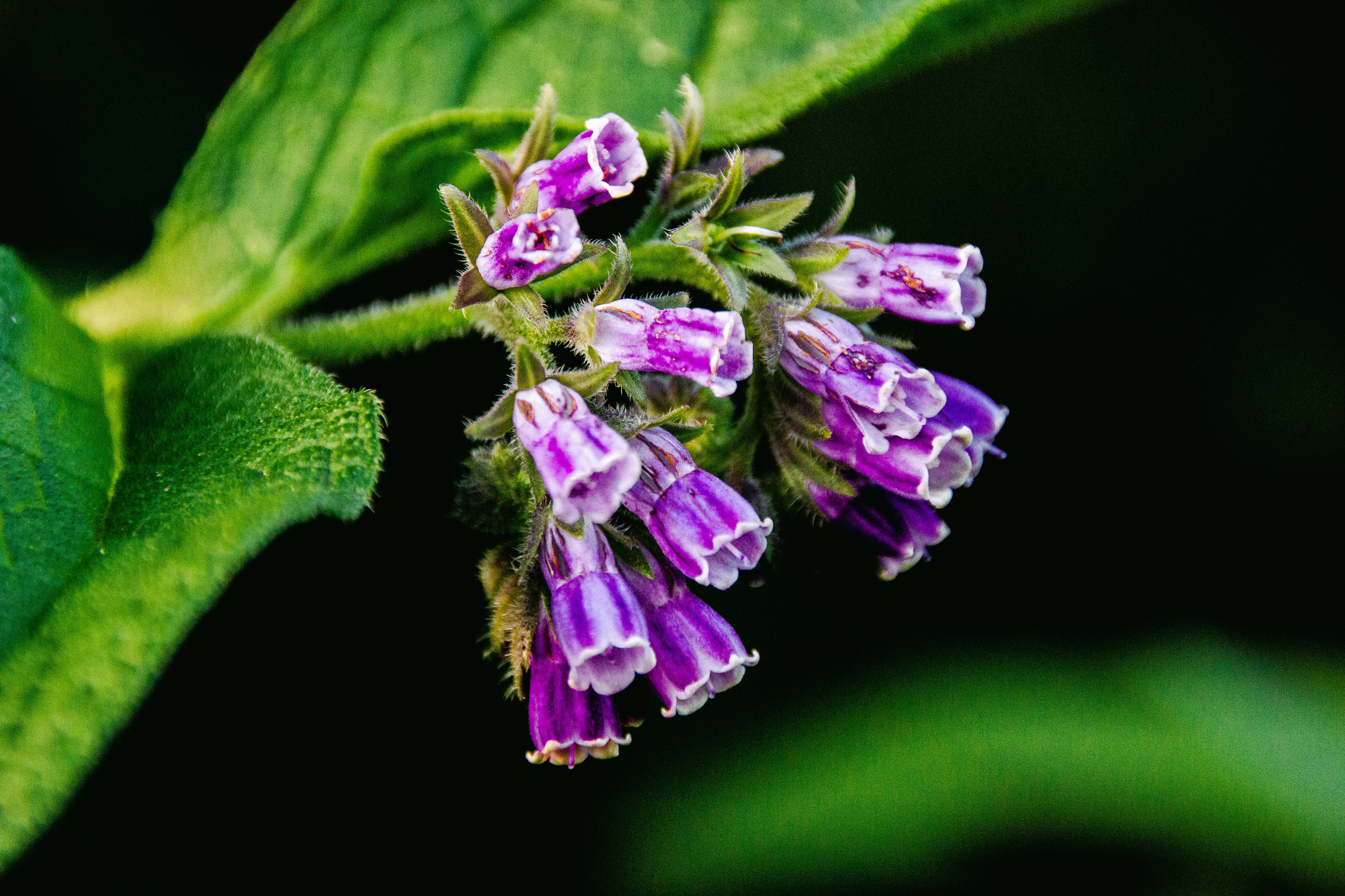 a close up of a purple flower on a green leaf