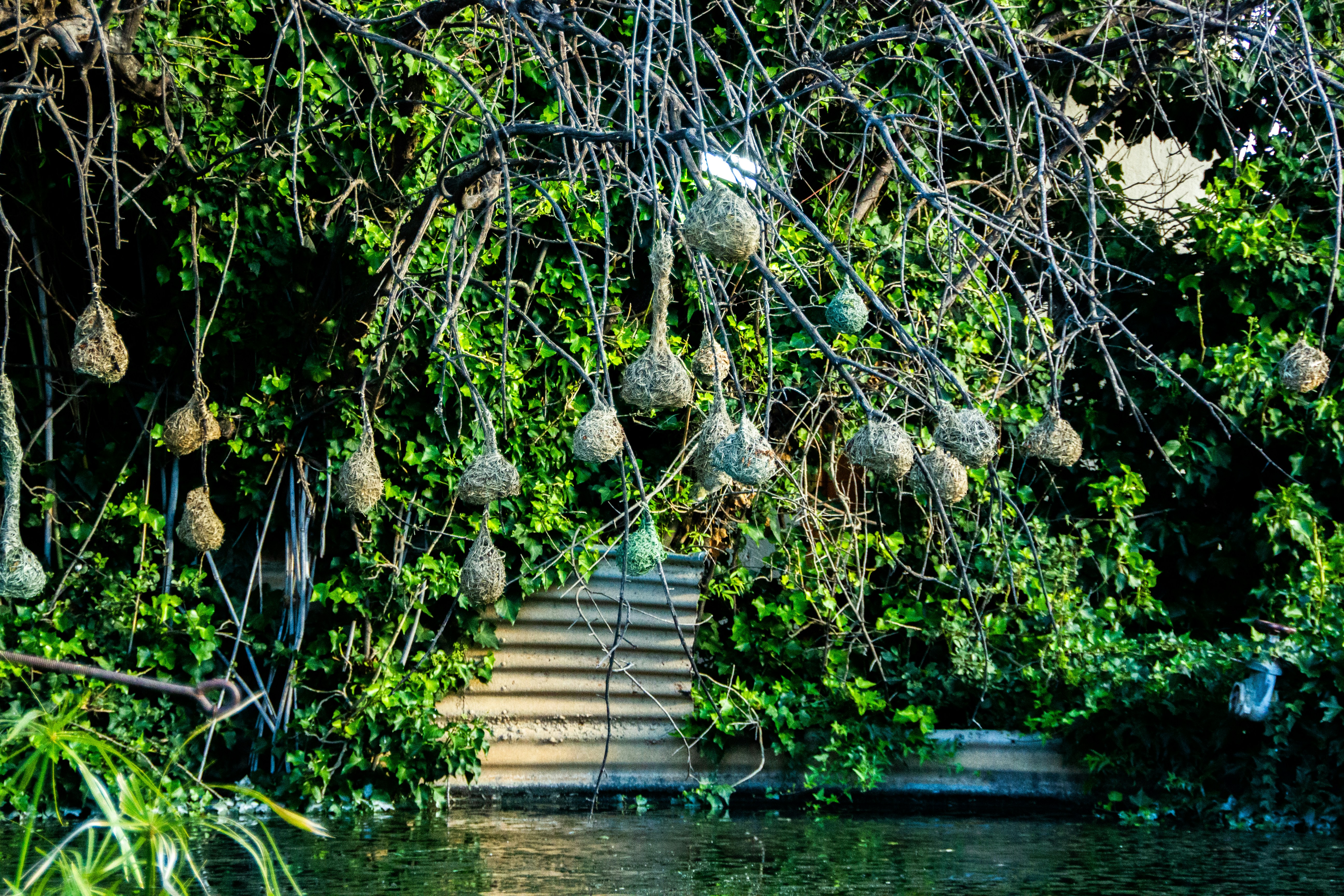 a bunch of fruit hanging from a tree over a body of water
