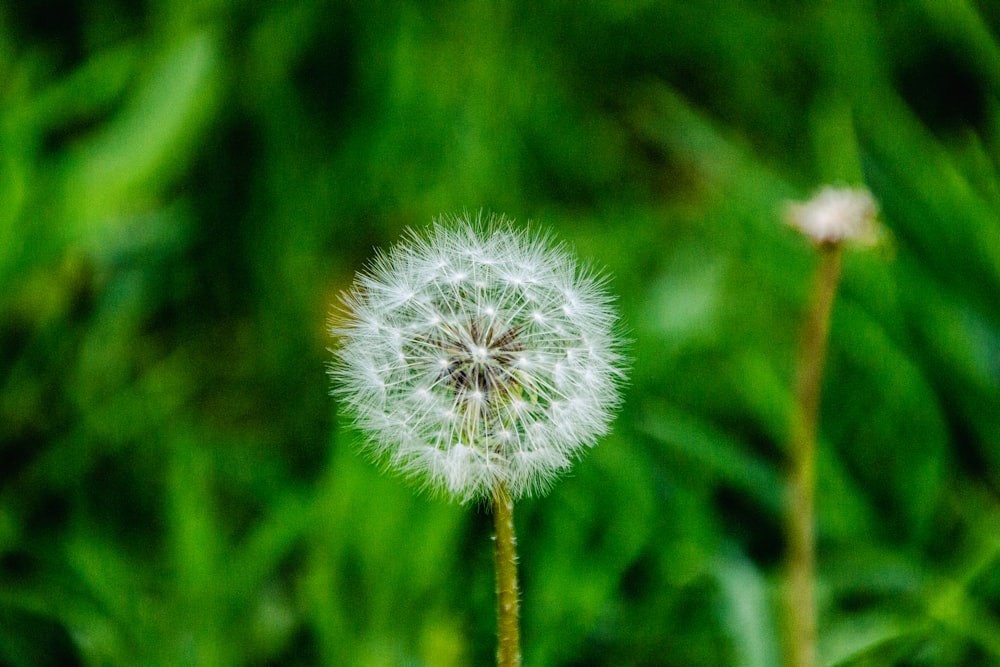 a close up of a dandelion with a blurry background