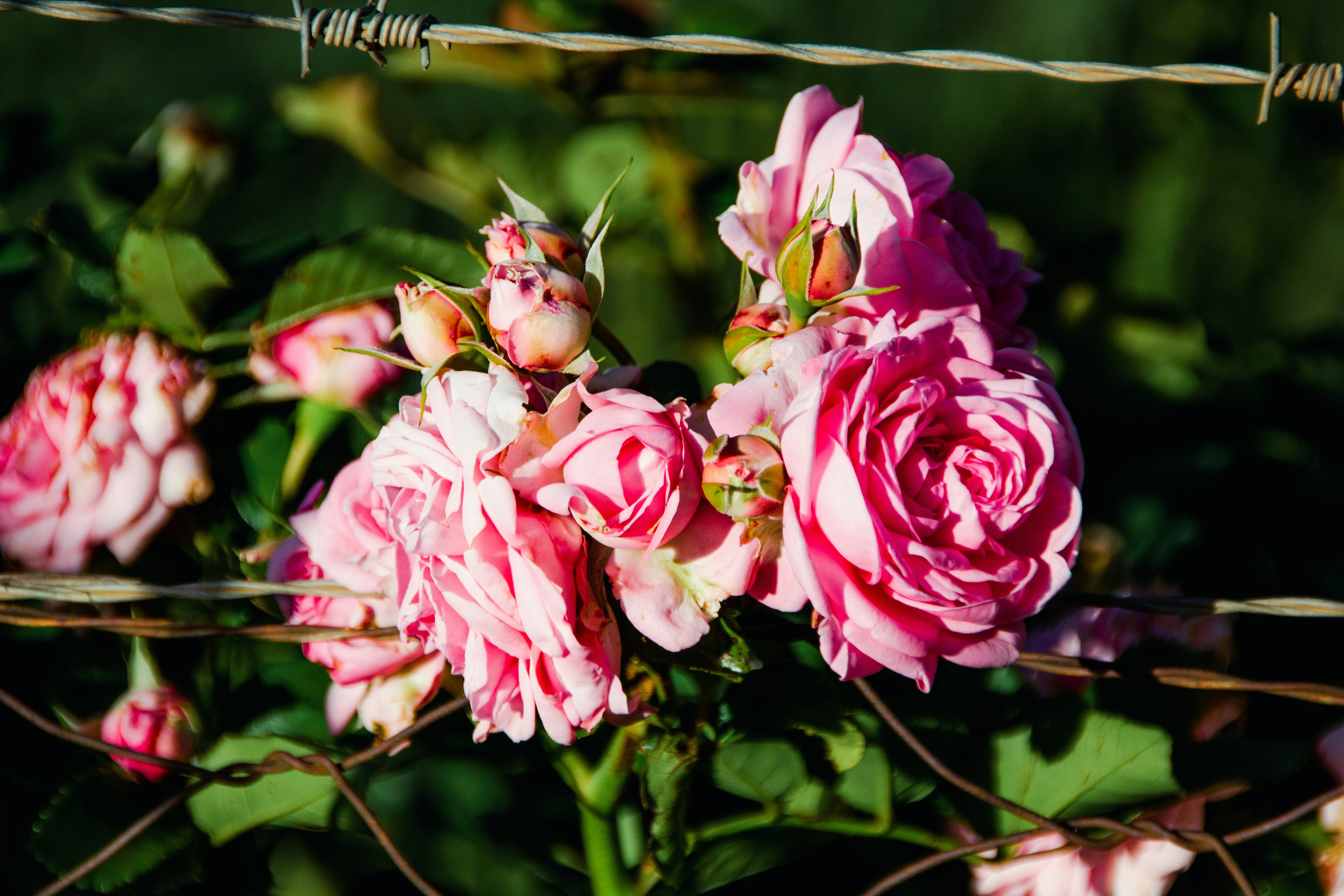 Pink roses behind barbed wire
