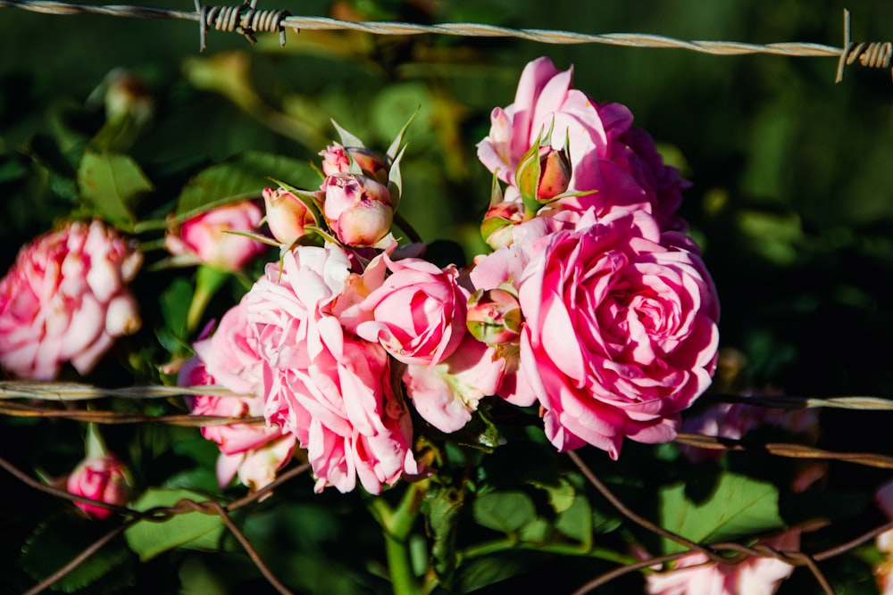 a bunch of pink roses on a bush behind a barbed wire fence