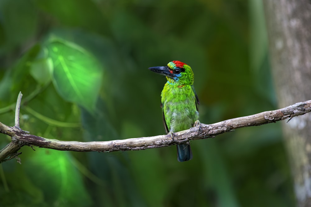 a small green bird sitting on a branch