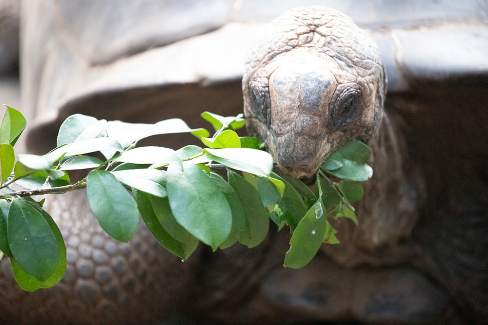 a close up of a turtle on a tree branch