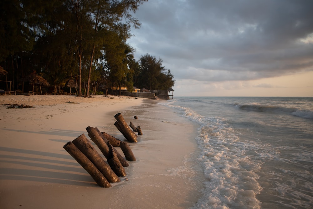 a group of logs sitting on top of a sandy beach