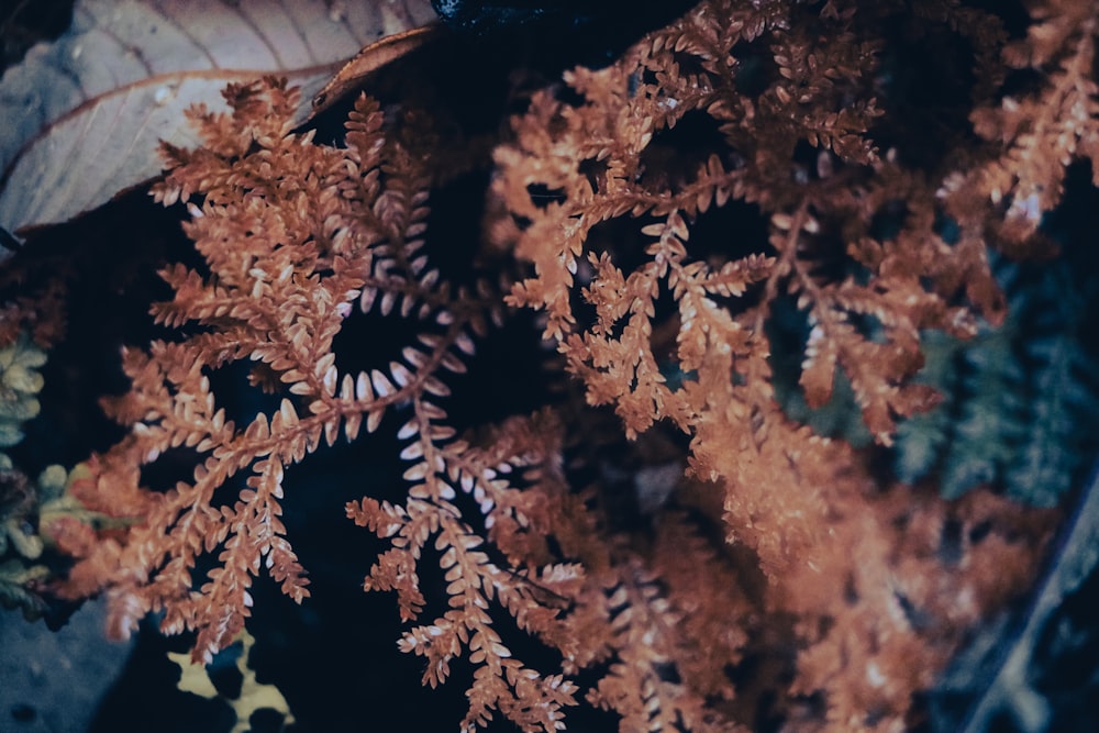 a close up of a plant with brown leaves