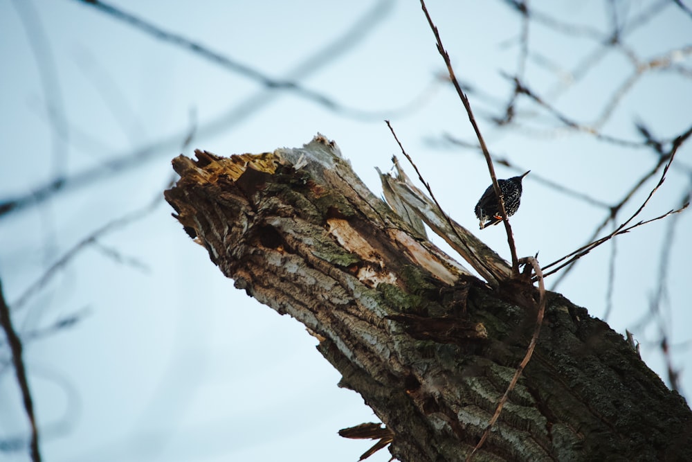 a small bird perched on top of a tree