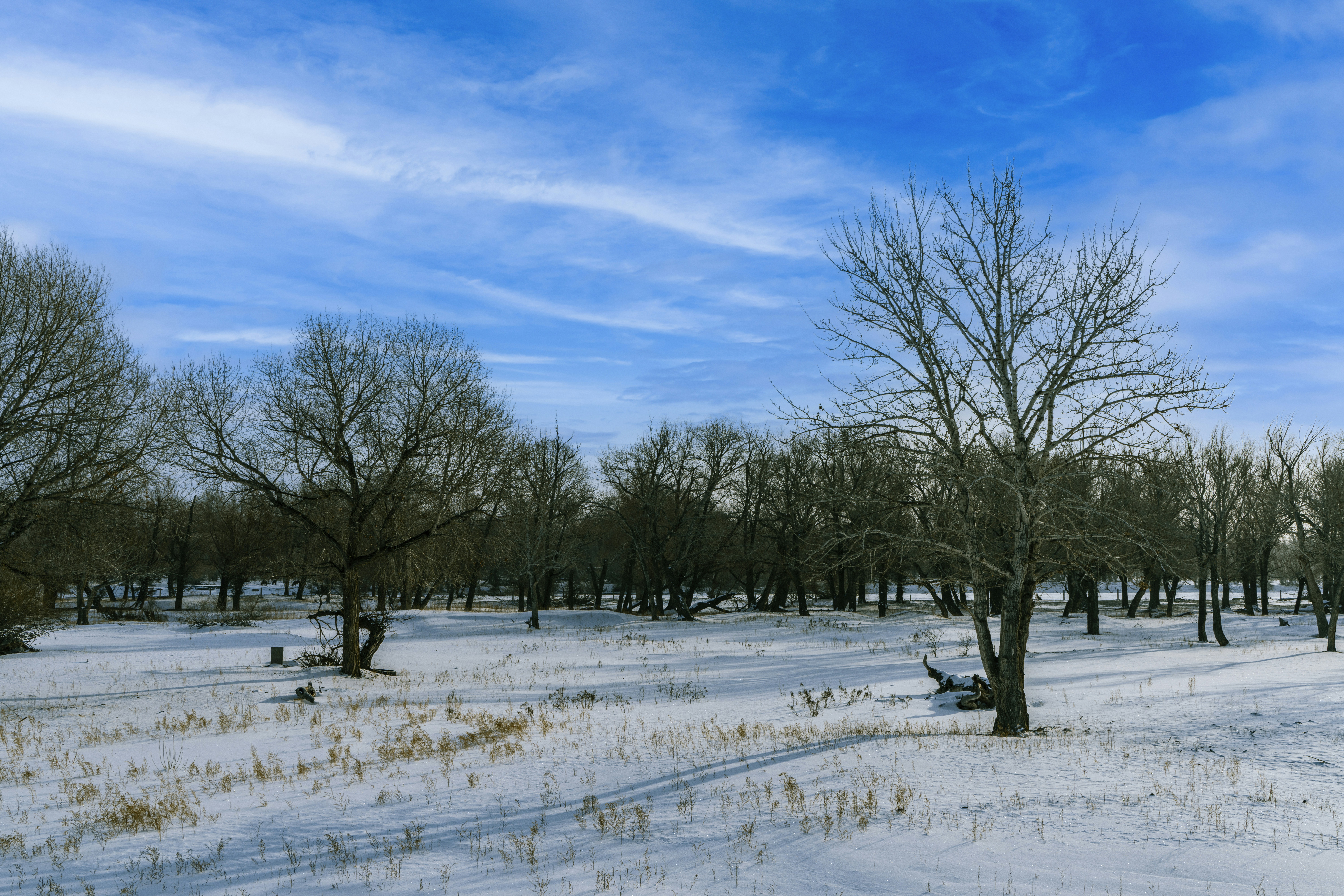 Oak Park #5