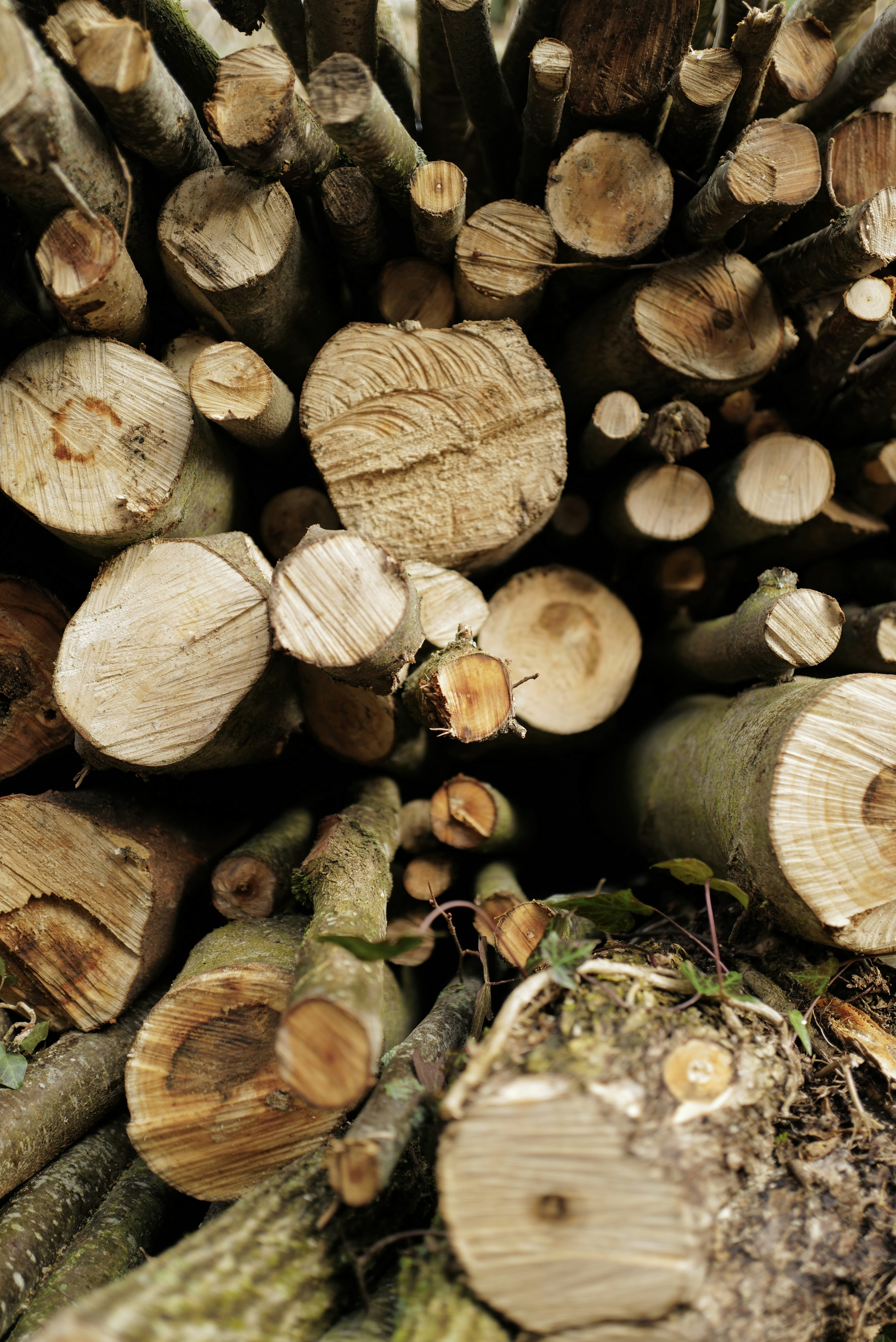 Photo by hugodouchet