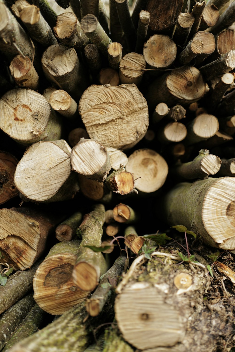 a pile of cut logs sitting next to each other