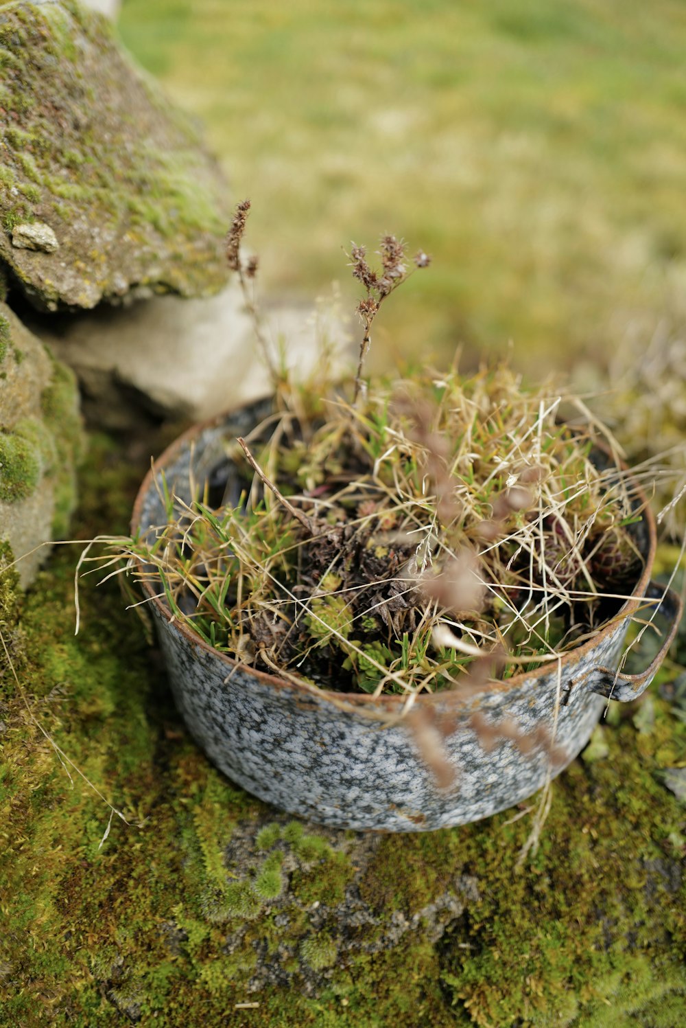 a potted plant sitting on top of a moss covered rock