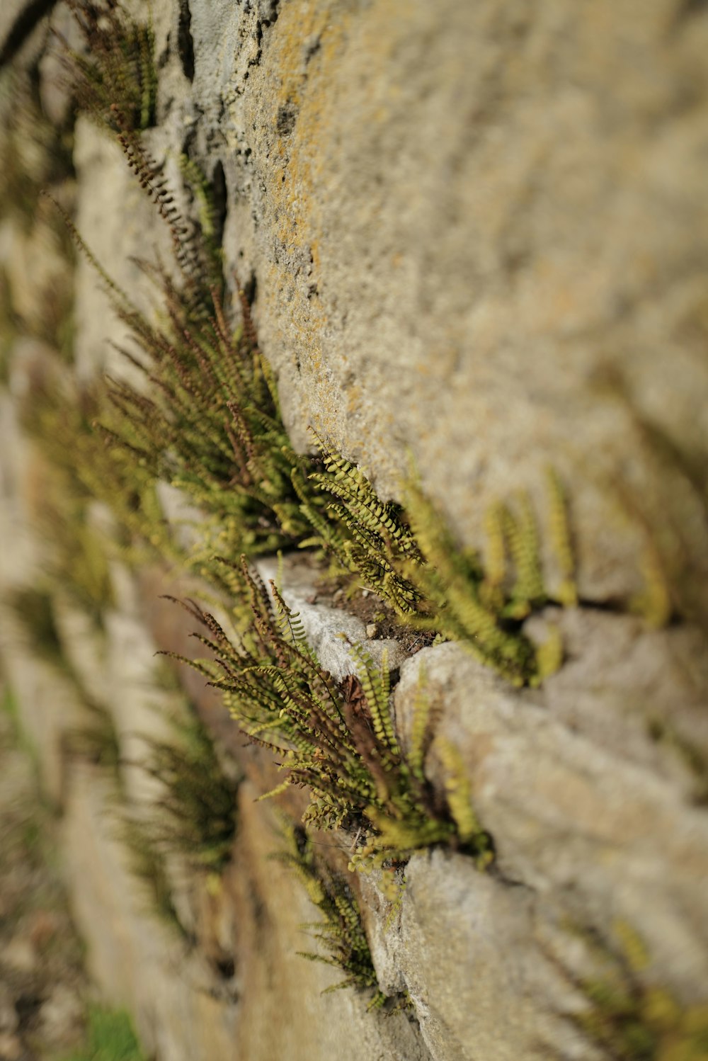 a close up of a rock wall with a plant growing on it