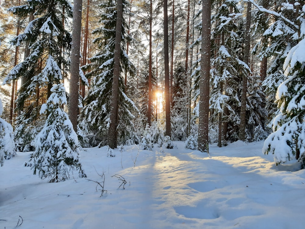 the sun is shining through the trees in the snow