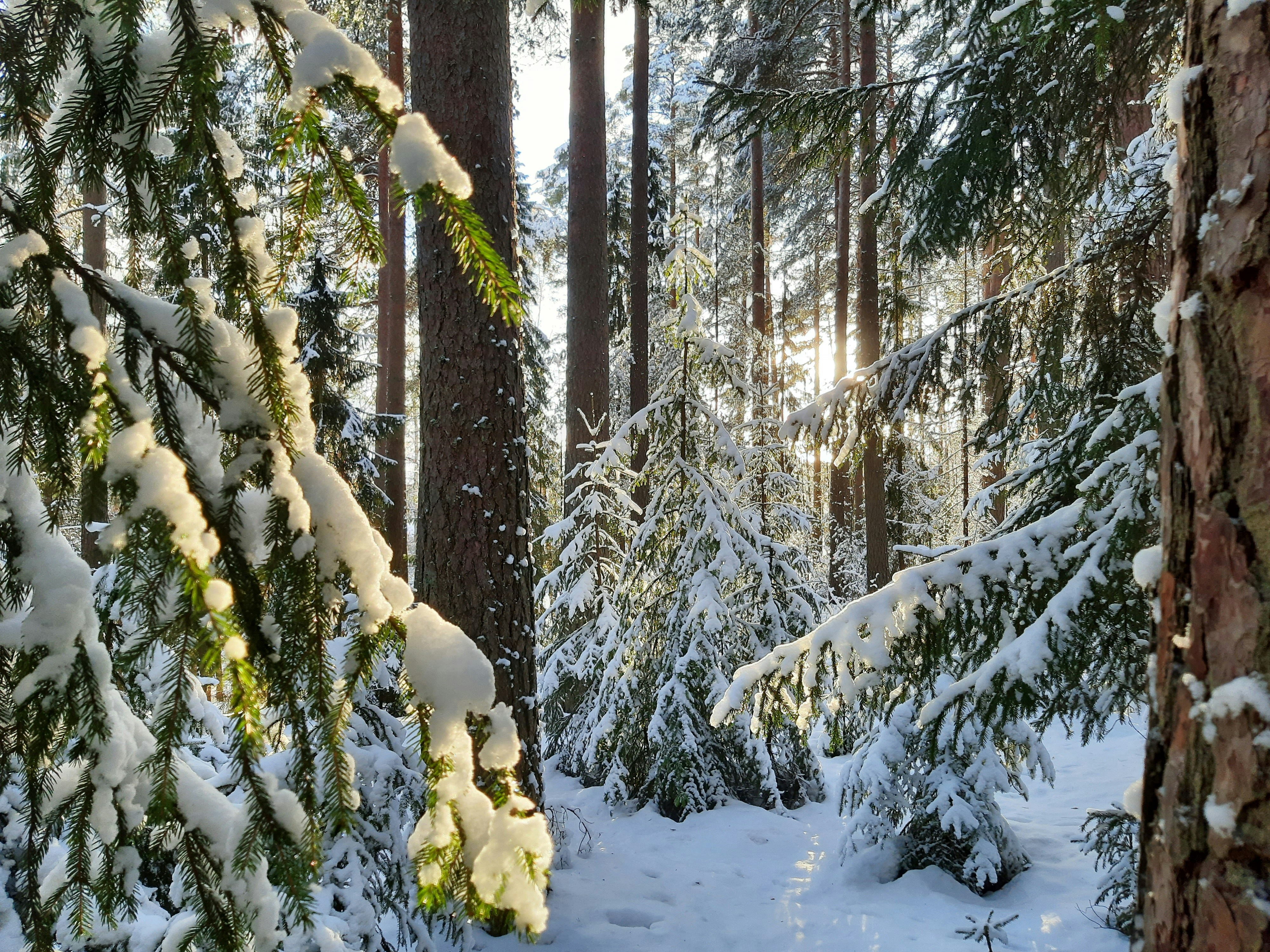 Photo by northernpagan