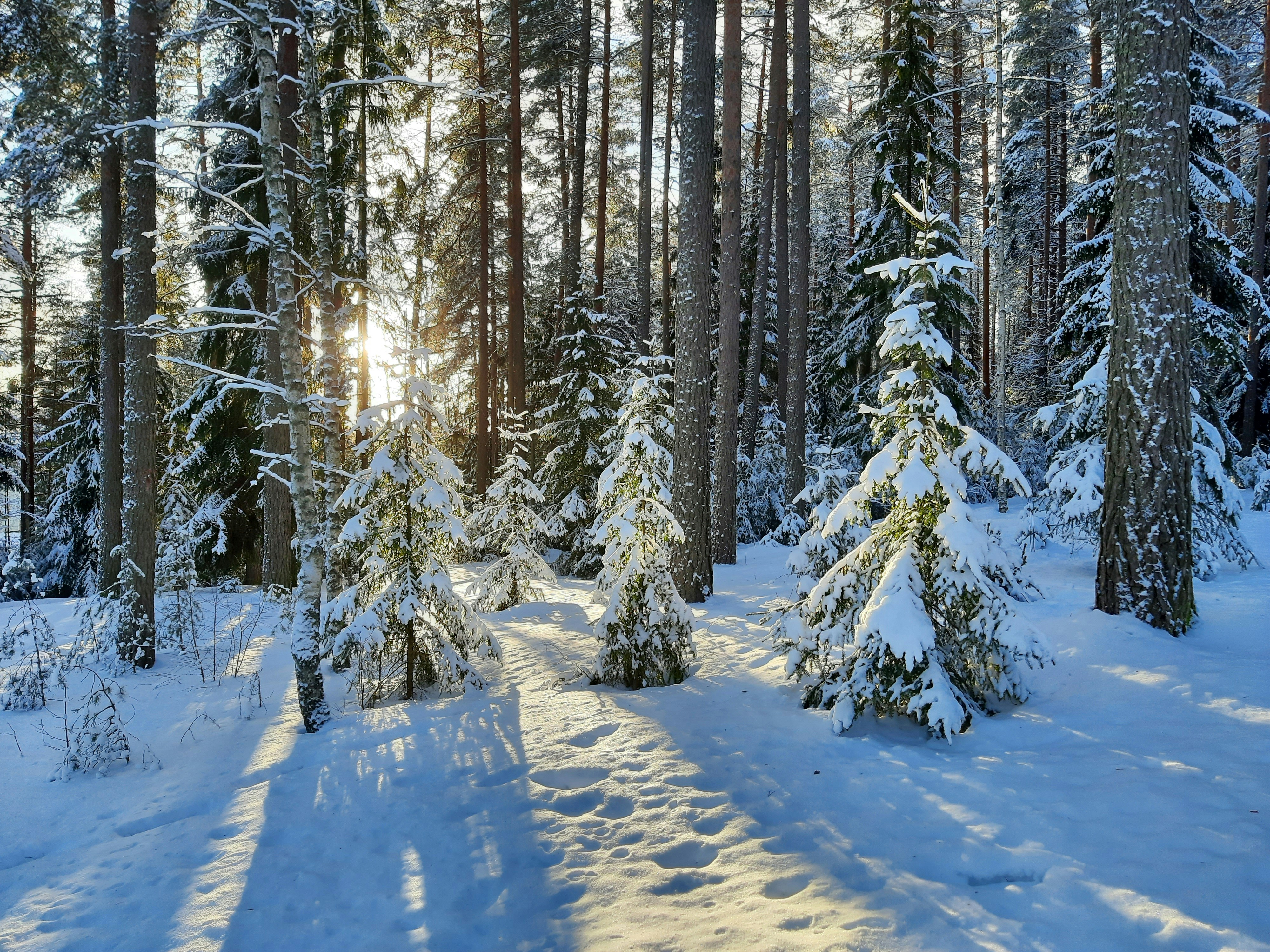 the sun is shining through the trees in the snow