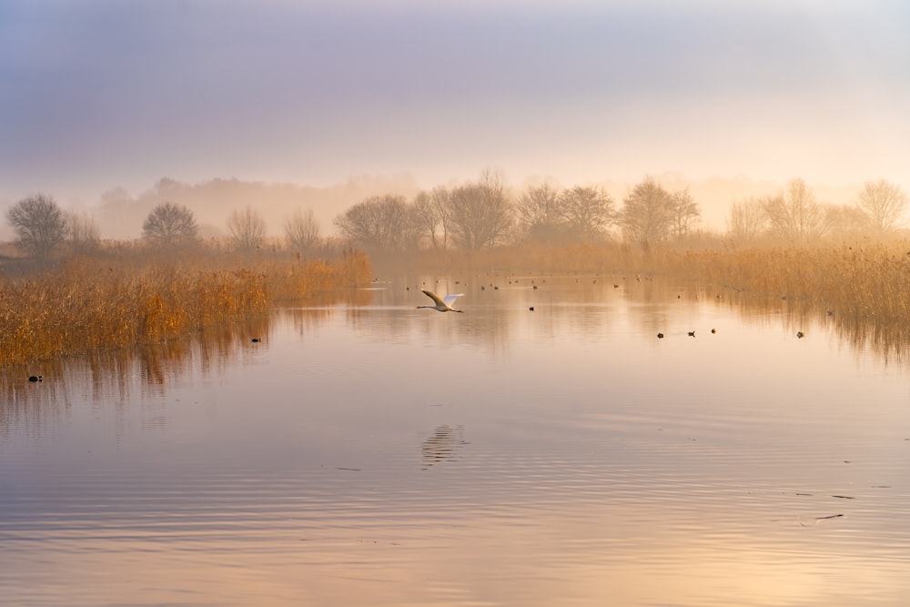 a body of water with birds flying over it