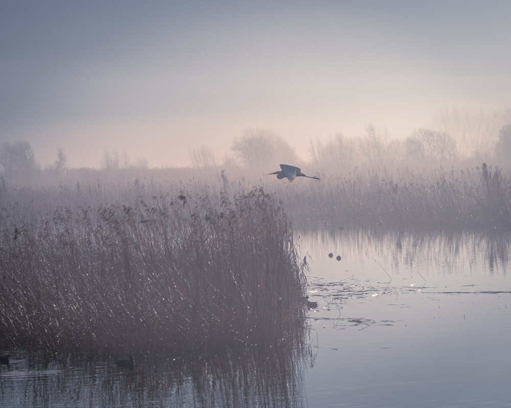 a large bird flying over a body of water