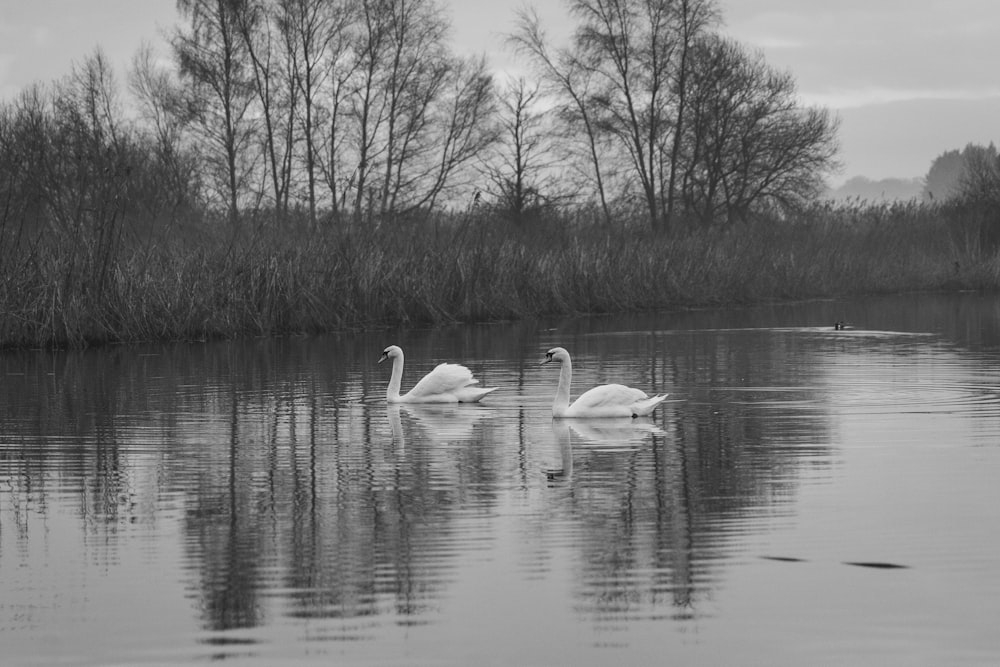two swans are swimming in the water