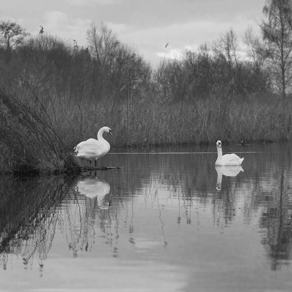 two swans are swimming in a pond in a black and white photo