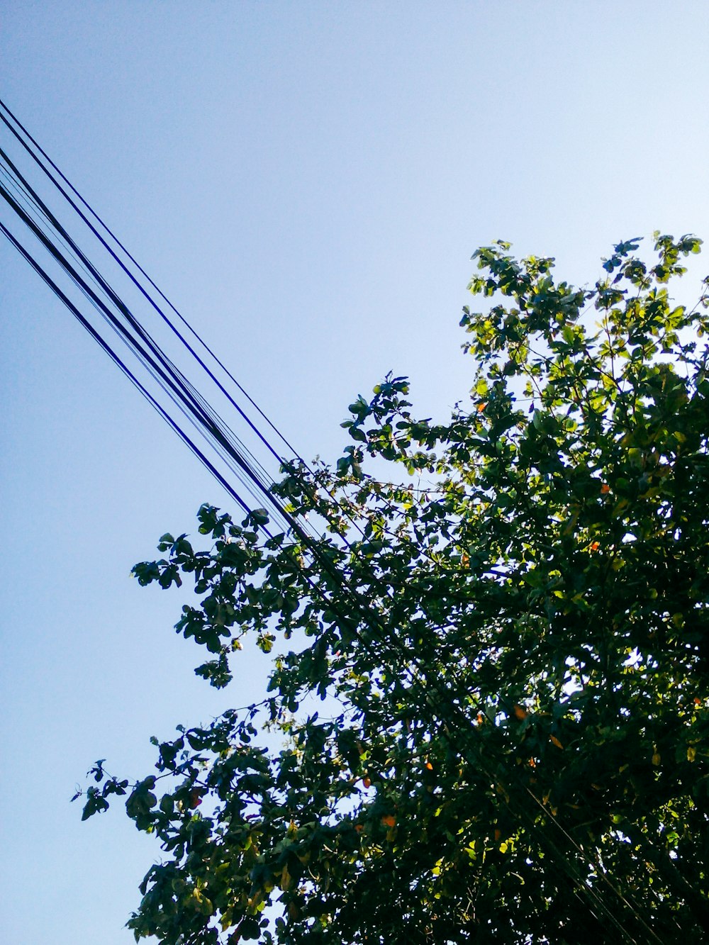a telephone pole and a tree in front of a blue sky