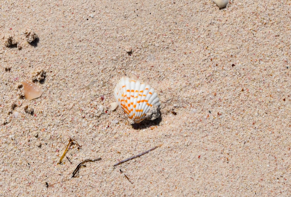 a sea shell on a sandy beach with footprints in the sand