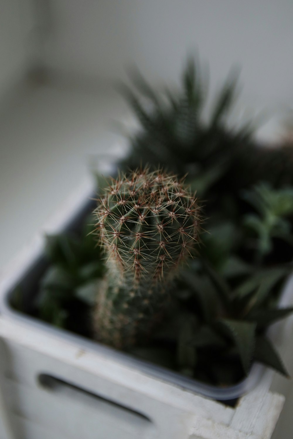 a close up of a small cactus in a box