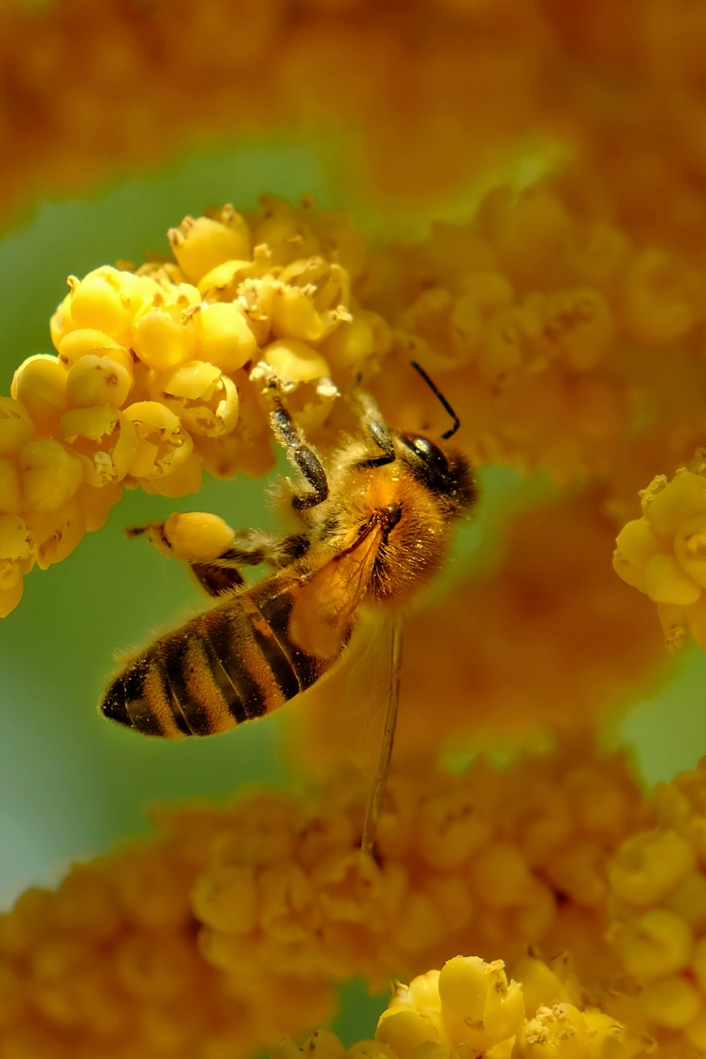 a bee that is sitting on some yellow flowers