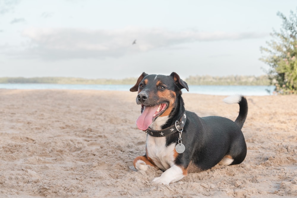 a black and white dog laying on top of a sandy beach
