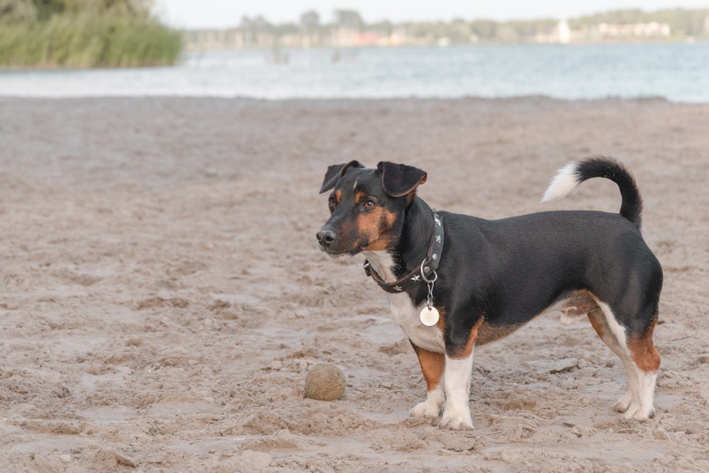 a black and brown dog standing on top of a sandy beach