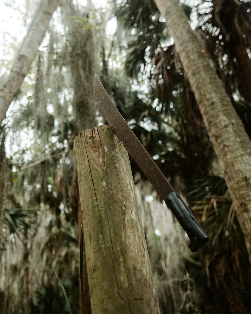 a knife stuck in a wooden post in a forest