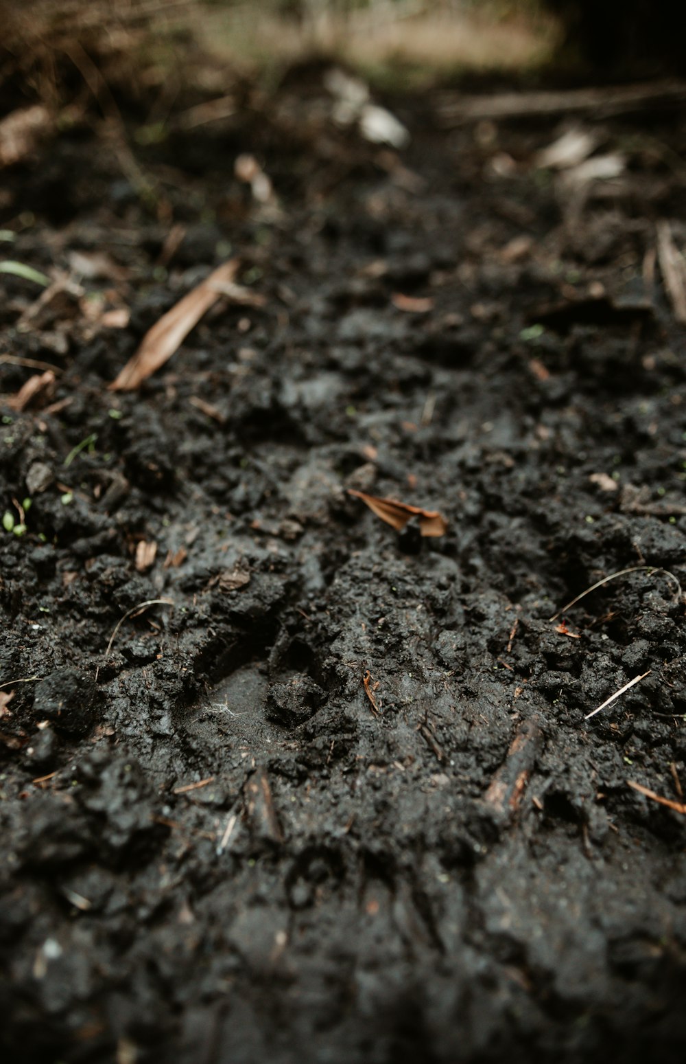 a close up of dirt and grass with a small bird in the background