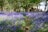 Bluebells in the British countryside at spring time