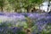 Bluebells in the British countryside at spring time
