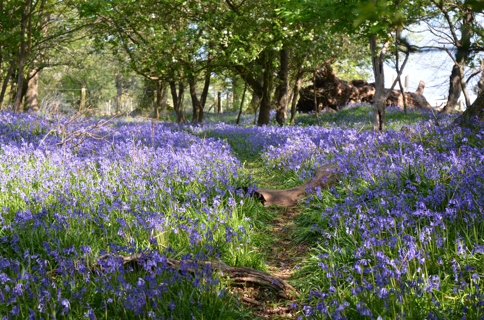 Bluebells in the north clearing