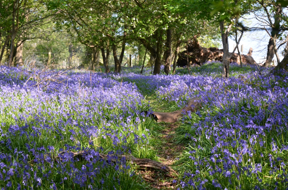 Bluebells in the British countryside at spring time