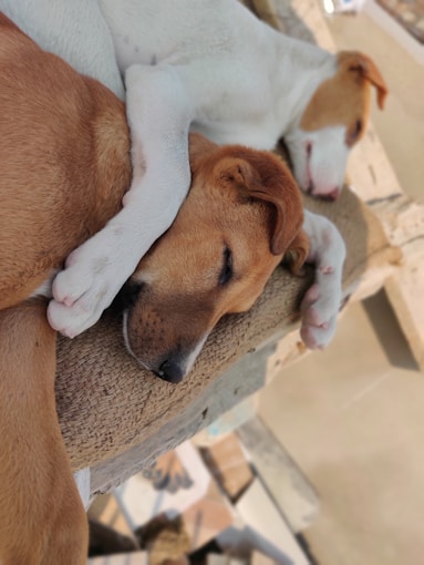 a brown and white dog laying on top of a wooden bench