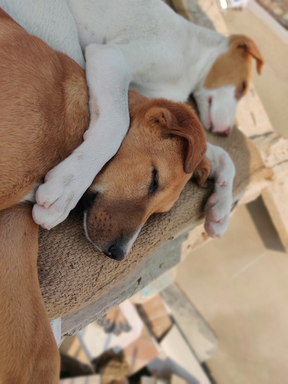 a brown and white dog laying on top of a wooden bench