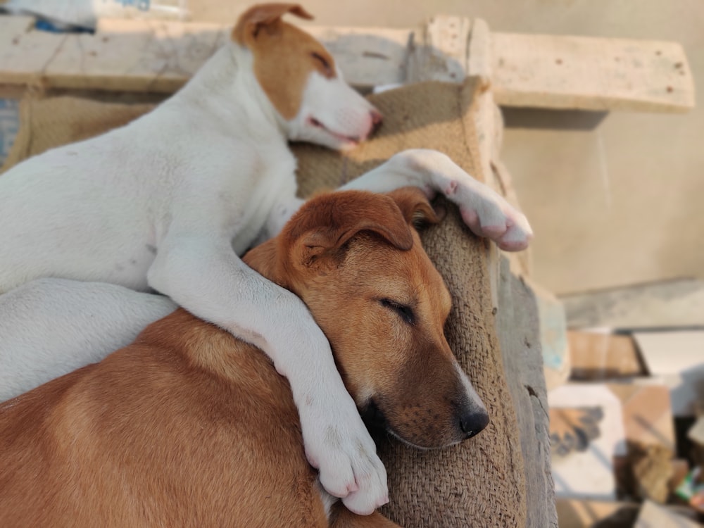 a brown and white dog sleeping on top of a couch