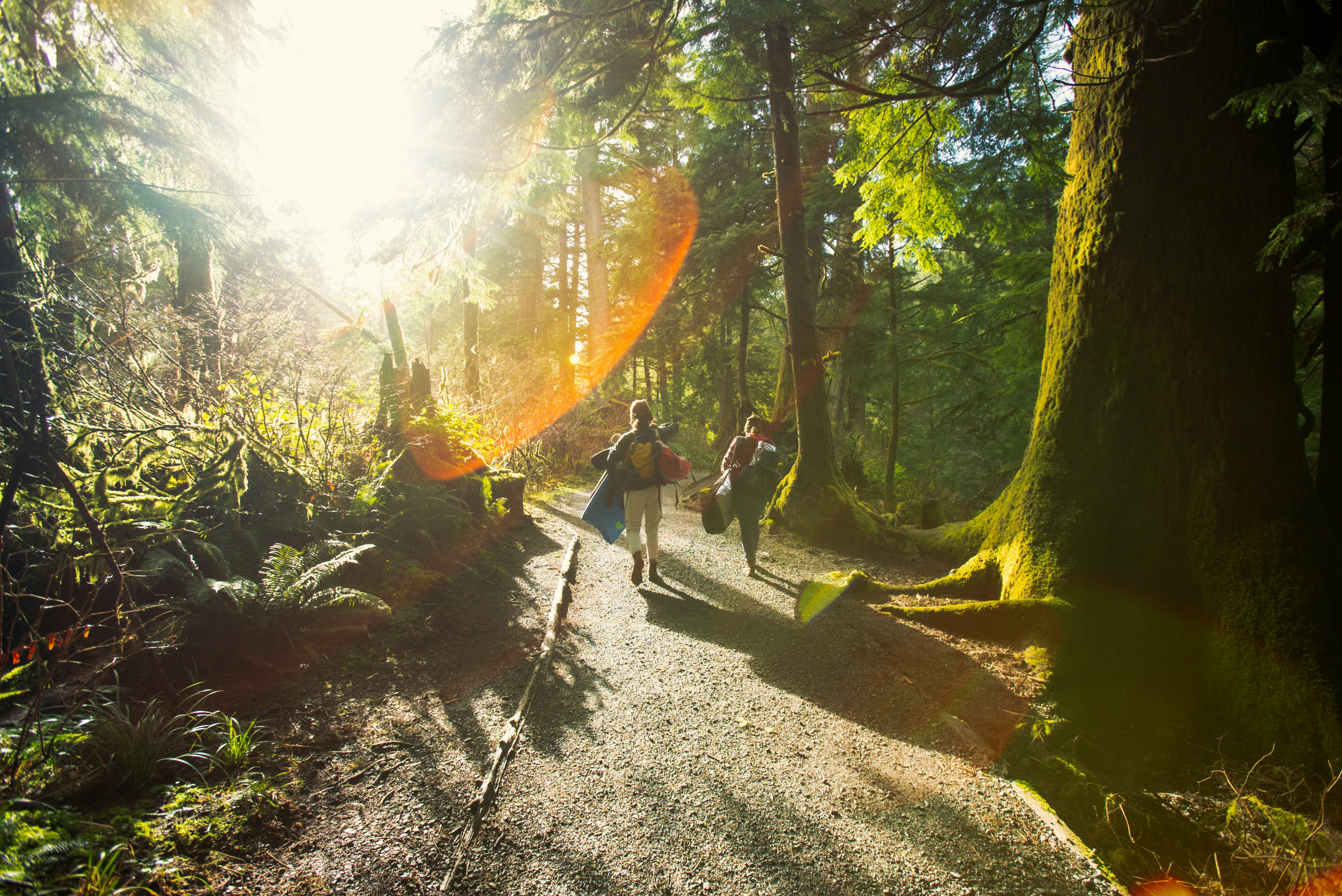 a group of people walking through a forest