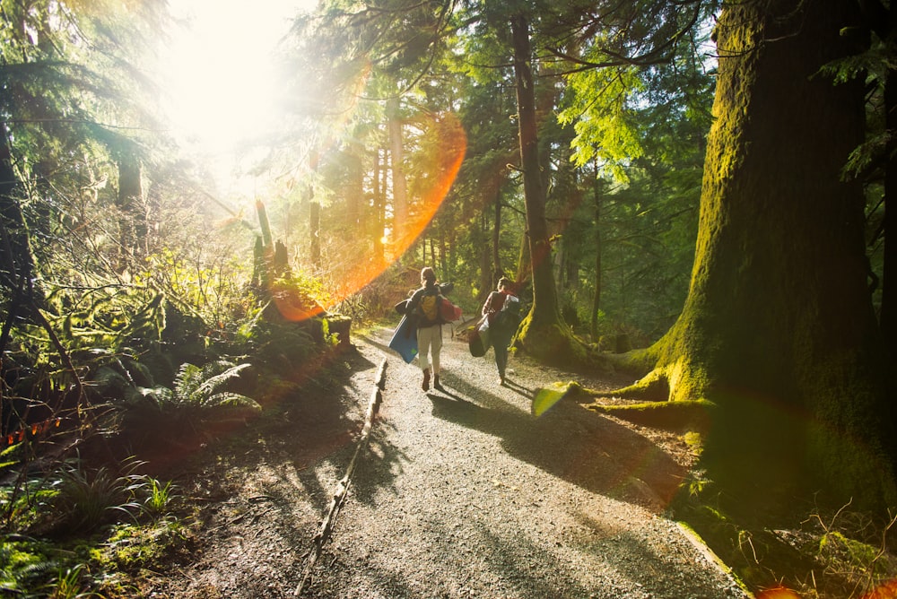 a group of people walking through a forest