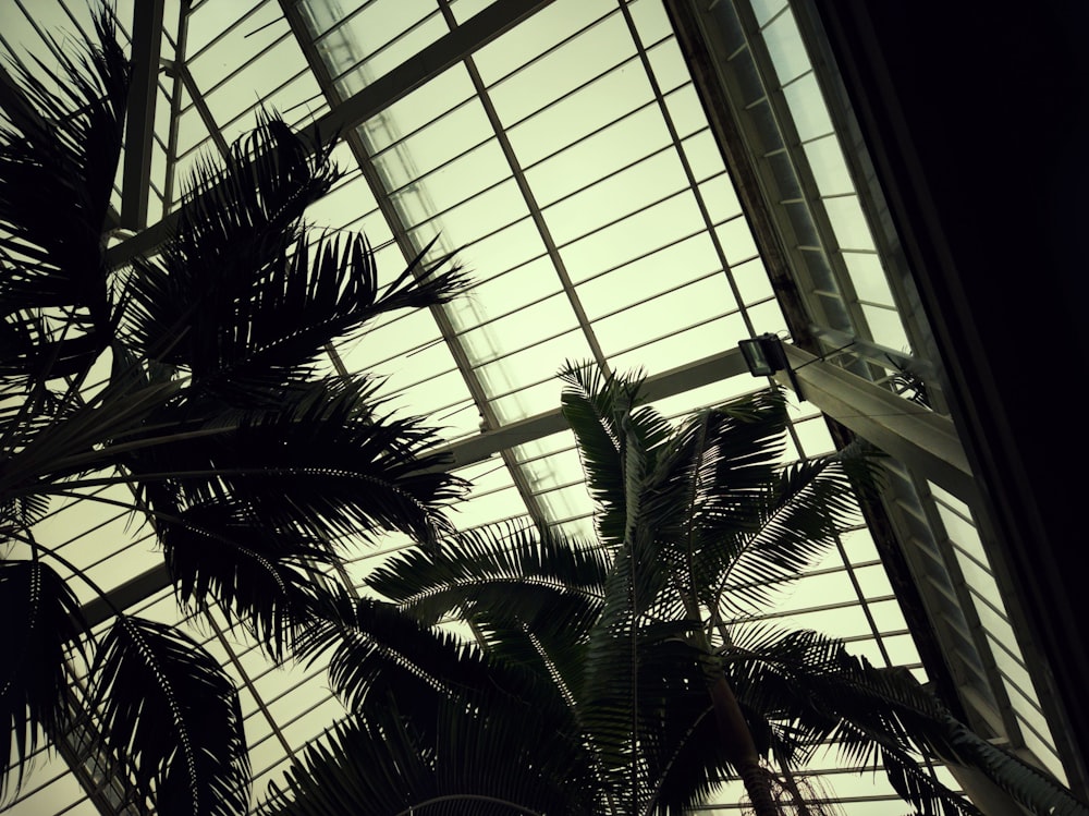 a palm tree in front of a glass roof