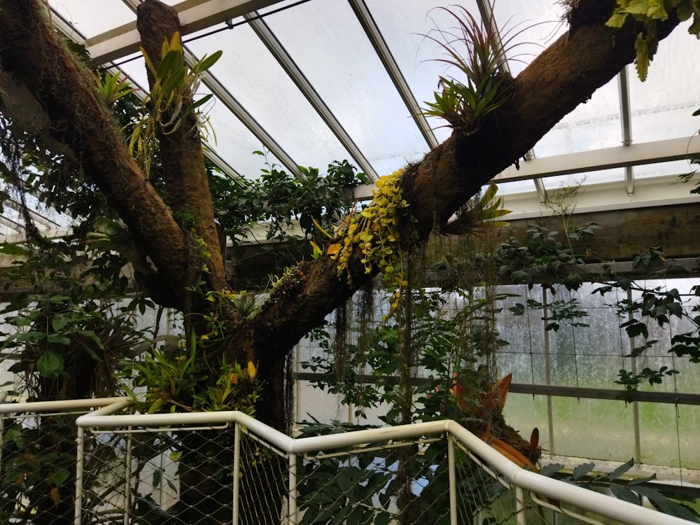 a tree inside of a greenhouse filled with lots of plants