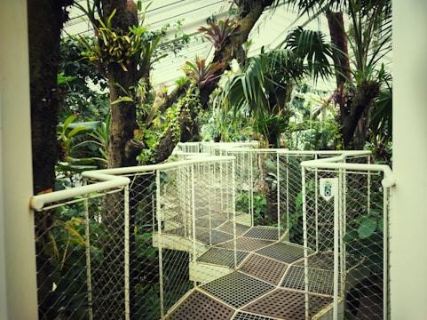 A walkway enclosed by a mesh railing winds through a lush indoor forest with tall trees and various tropical plants. The pathway is elevated, allowing a close view of the dense foliage and vibrant greenery reaching towards the glass ceiling above.