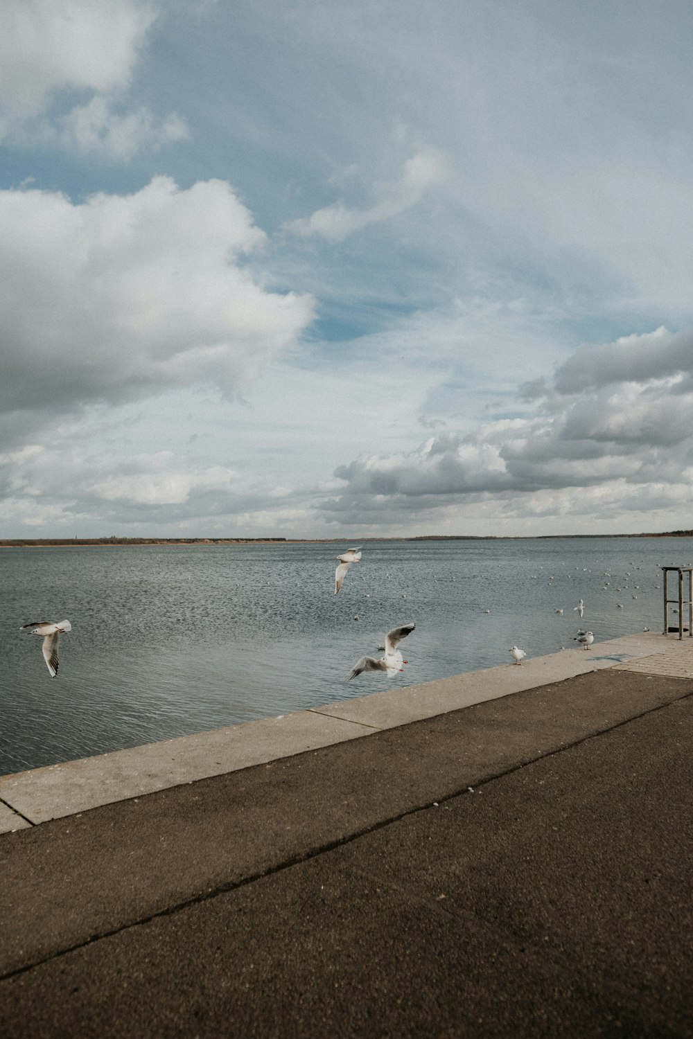 a flock of birds flying over a body of water