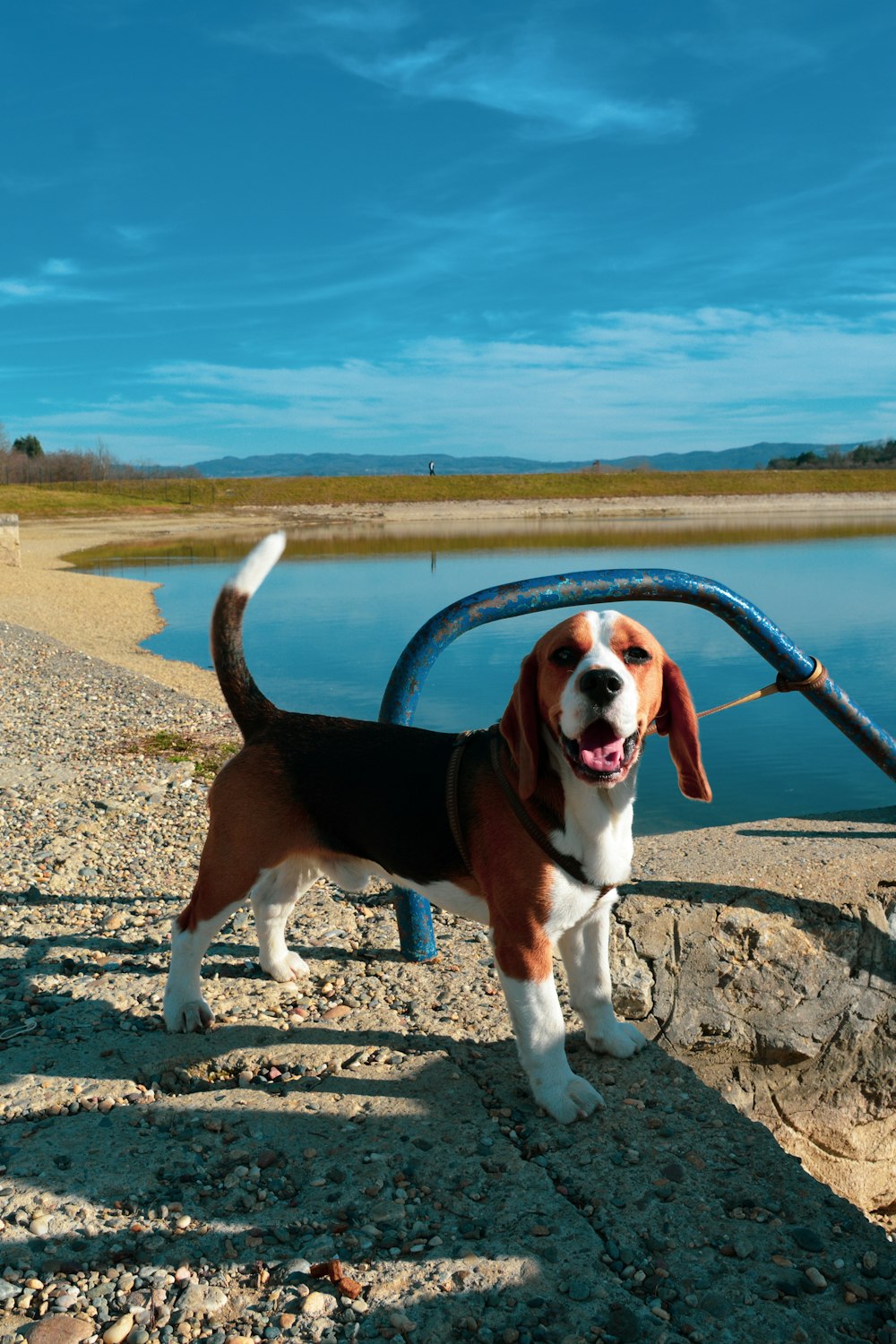 a brown and white dog standing next to a body of water