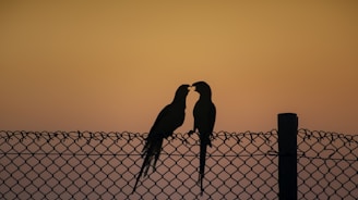 a couple of birds sitting on top of a fence